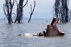 Lac Naivasha : sanctuaire de Crescent Island
