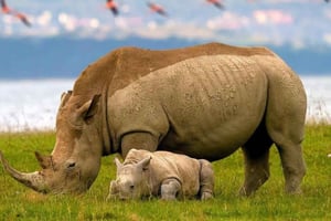 Tagestour zum Lake-Nakuru-Nationalpark ab Nairobi.
