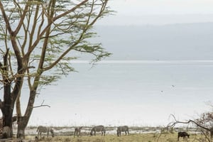 Parc national du lac Nakuru : excursion d'une journée en jeep 4x4 privée