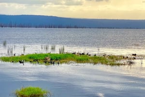 ナクル湖国立公園への1日旅行をお楽しみください