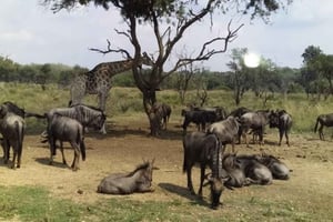 Lamu: 3-Day Boni National Park Camping Tour