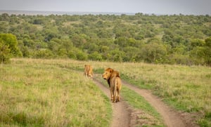 Beyond The Plains Kenya Safaris