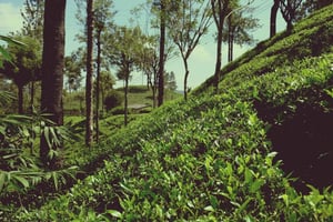 Лимуру: посещение чайной плантации с обедом