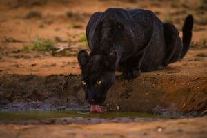 Un magico safari alla ricerca delle pantere nere nel Laikipia Wildlife Park