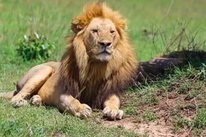 Masai Mara: 2 Tage private Safari in einem 4x4 Land Cruiser