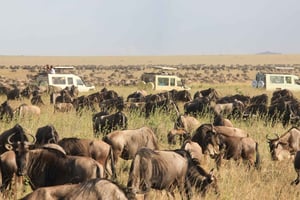 Masai Mara: 3 dager og 2 netter privat safari i 4X4-jeep