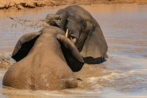 Safari et visite à Masai Mara