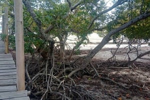 Mida Creek : Visite guidée de la forêt de mangroves et du lagon Malindi
