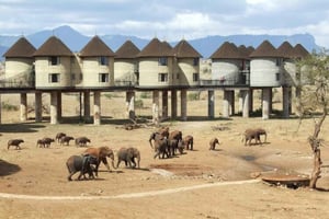 Mombasa/Diani: 2-Day 1 Night Safari to Salt Lick Lodge