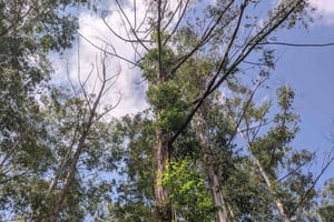 Mombasa: Guided tour to Arabuko Sokoke Rain Forest