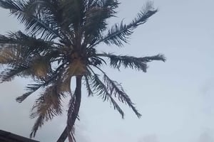 Mombasa: yksityinen kaupunkikierros, katukeittiö ja Haller Park