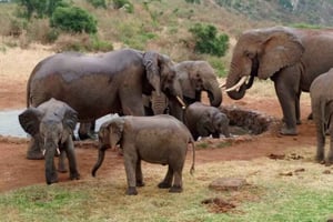 Mombasa: nocne safari w Parku Narodowym Tsavo East