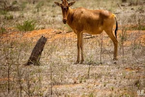 Nairobi: 2 päivän Amboseli-ryhmäsafari