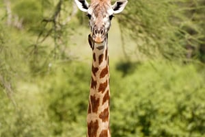 Nairobi: 2 giorni di safari in aereo ad Arusha e al cratere di Ngorongoro