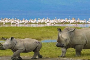 Nairobi: 2-dages tur til Lake Nakuru, Hell's Gate og Naivasha