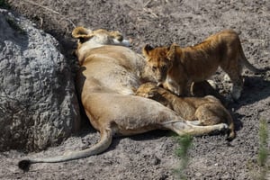 Nairobi: 2-Day Masai Mara National Reserve Safari