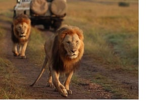 Nairobi: 2 dias de safári na Reserva Nacional de Samburu