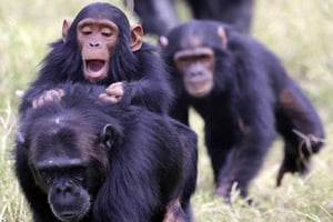 Nairobi: 3-dagers safari i Aberdares og Ol Pejeta