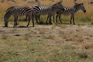 Nairobi : Safari de 3 jours à Amboseli et Tsavo East, avec repas inclus