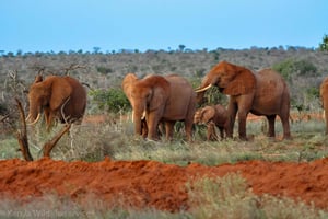 Nairobi: 3-Day Amboseli National Park Camping Safari
