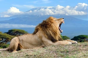 Nairóbi: Safári de 3 dias no Parque Nacional Amboseli com voos