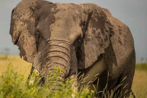 Nairobi: Pacote de safári partilhado de 3 dias no Parque Nacional de Amboseli