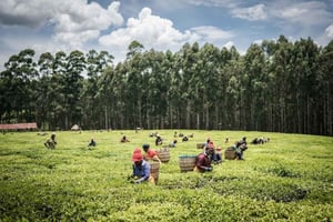 Nairobi: 3-Day Freedom Struggle Tour with Tea Country