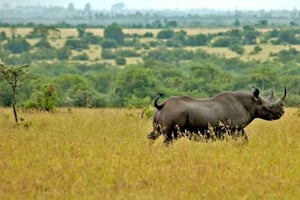 Nairobi: 3-Day Lake Turkana Fishing and Wildlife Tour