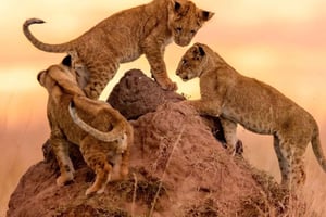 Nairobi: 3-dniowe safari w Maasai Mara i gorące źródła