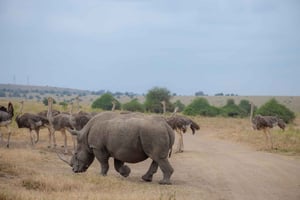 Nairobi: 3-dniowe safari do rezerwatów Ol Pejeta i Ol Jogi