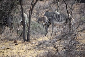 Nairobi: 3 giorni di safari nel Parco nazionale di Samburu con pick-up