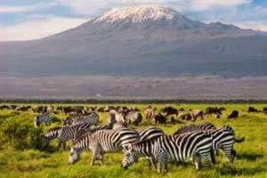 Nairobi: tour di lusso di 4 giorni Amboseli, Tsavo West e Tsavo ...