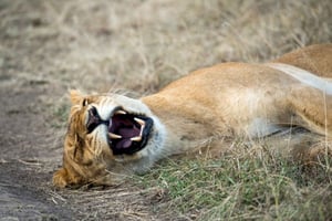 Nairobi: 4 daagse kampeersafari in Masai Mara en Lake Nakuru