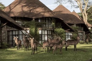 Nairobi: 5-dages safaritur til Naivasha og Nakuru