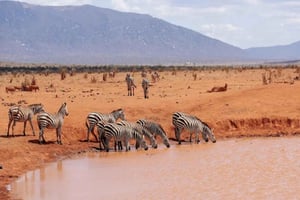 Nairobi: 2 días de safari en grupo por Amboseli