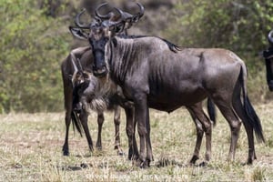 Найроби: 7-дневное сафари в парках Амбосели, Богории и Масаи Мара