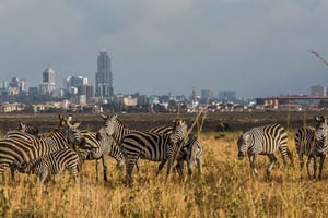 Nairobi luchthaven tussenstop: Tour Nairobi National Park- 4 uur