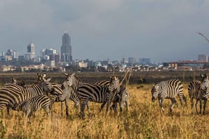 Nairobi luchthaven tussenstop: Tour Nairobi National Park- 4 uur
