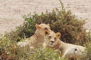 Nairobi: dagtour naar Amboseli National Park en Maasai-dorp
