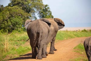 Nairobi: Safaritur i Amboseli nationalpark