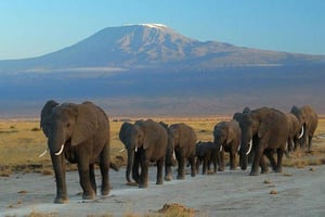 Nairobi: Amboseli nasjonalpark – dagstur for grupper
