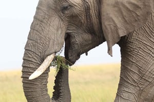 Nairobi: Amboseli nasjonalpark og Maasai-landsby dagstur