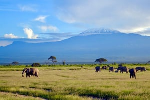 Nairobi : parc national d'Amboseli, mont Kilimandjaro et village masaï