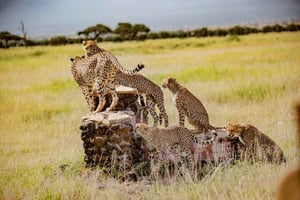 Nairobi: 2-daagse safari met gids naar Amboseli en Tsavo East