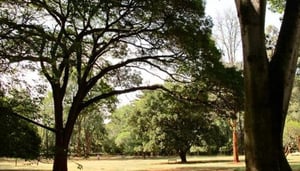 Nairobi Arboretum