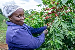 Nairobi: Coffee Factory and Farm Tour with Transfer