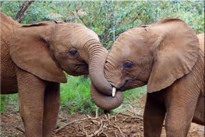 Nairobi; David Sheldrick Elephant Trust halvdagstur