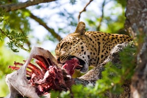 Nairobi: Dagtrip naar Maasai Mara reservaat & Maasai dorp