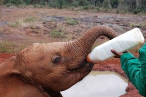 Nairobi: visita guiada al orfanato de elefantes y al centro de jirafas