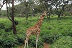 Nairobi: Kirahvikeskus ja luontopolku